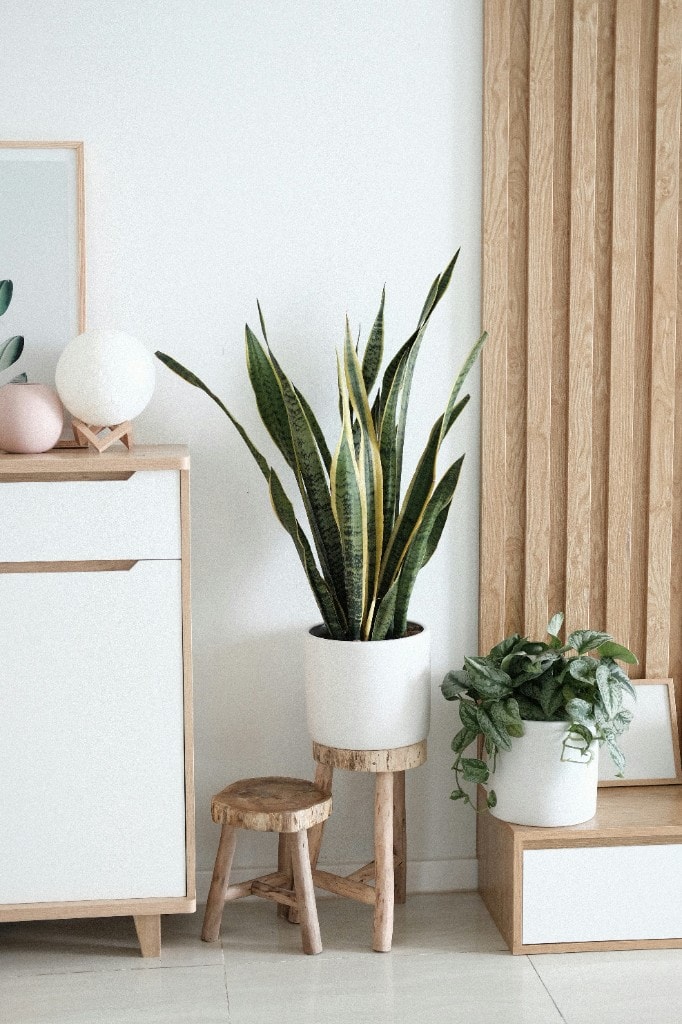 A warm Scandinavian interior with a snake plant and timber slats